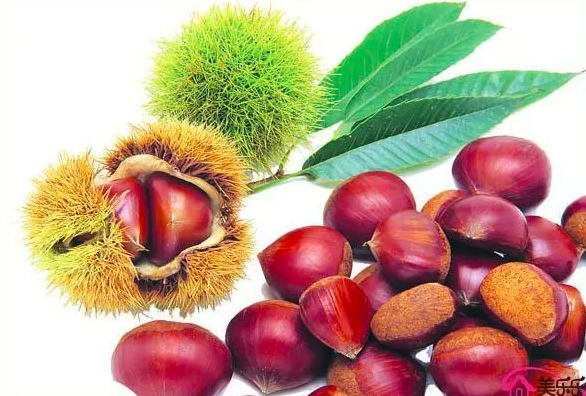 板栗品種介紹糖炒板栗