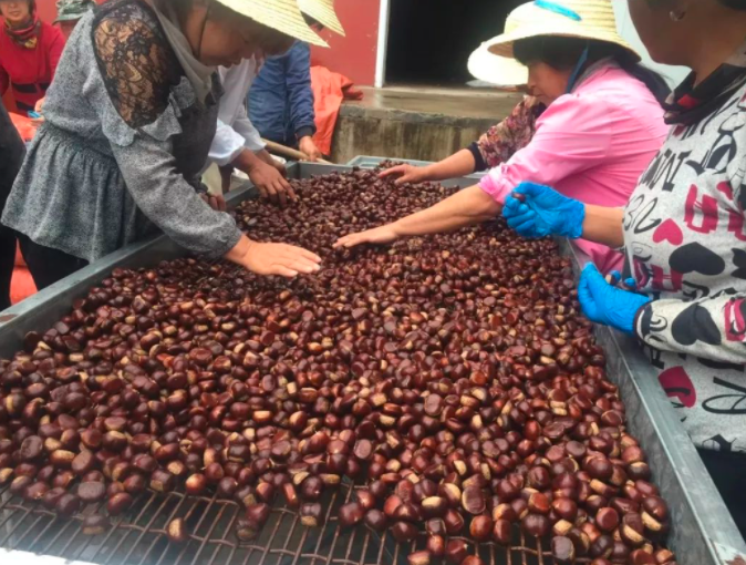 挑選板栗的技術(shù)和方法