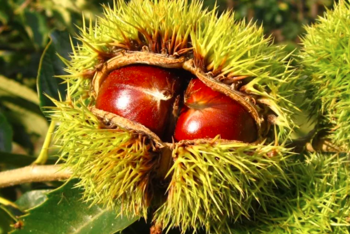 2023032977ed379eebdd1abafe4f5612302ff69b.png 2023032977ed379eebdd1abafe4f5612302ff69b.png